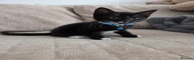 Mixed Breed Kitten 1