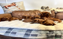 Cavalier King Charles Spaniel dogs for sale: stunning litter of KC registered Ruby Cavaliers - Image 7
