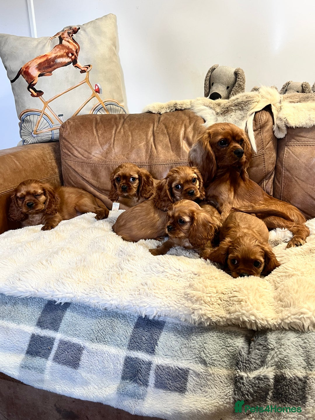 Cavalier King Charles Spaniel dogs for sale: stunning litter of KC registered Ruby Cavaliers - Image 7