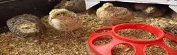 Quail poultry for sale: Jumbo Japanese Coturnix Quail  - Advert 5