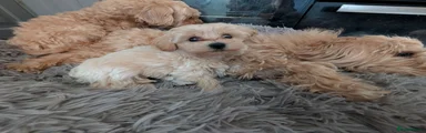 Maltipoo 3