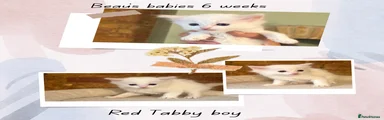 Ragdoll Kitten 2