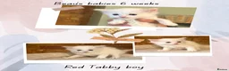 Ragdoll cats for sale: Beautiful pedigree Ragdoll kittens  - Advert 9