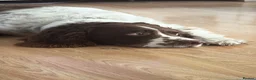 English Springer Spaniel dogs for sale: English springer spaniel in Thetford - Advert 3