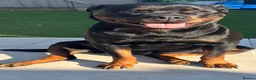 Rottweiler dogs for sale:     Premium KC Registered Rottweilers - Advert 11