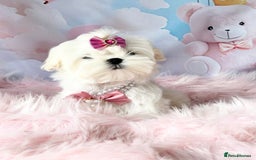 Maltese dogs for sale: 💎 KC Korean Maltese Girls 💎 DNA tested parents. in Leven - Image 5