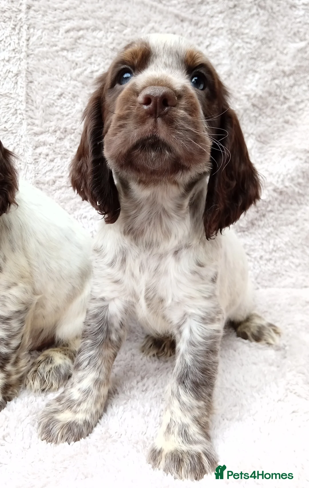 Cocker Spaniel dogs for sale: Cocker spaniel puppies. - Advert 5