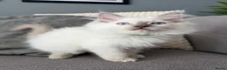 Ragdoll cats for sale:     💙 Stunning Pedigree Ragdoll Kittens GCCF - Advert 19