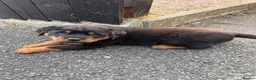 Rottweiler dogs for sale: Chunky Rottweiler puppies - Advert 12