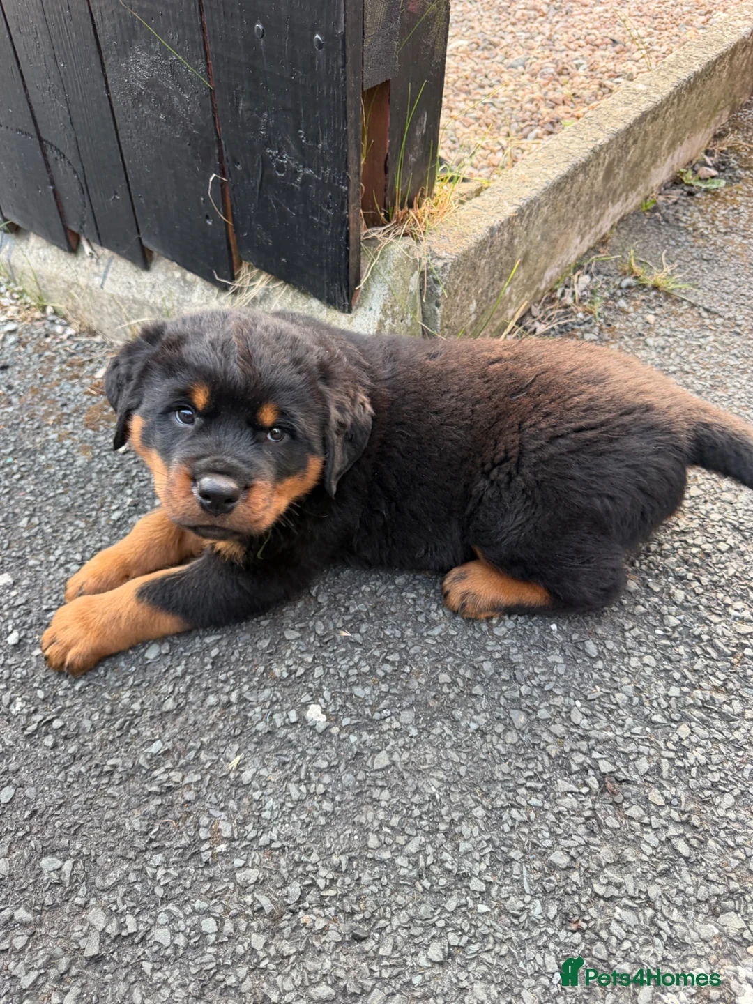 Rottweiler dogs for sale: Chunky Rottweiler puppies - Advert 12
