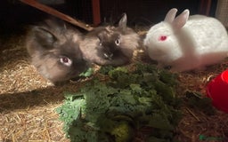 Netherland Dwarf rabbits for sale: Netherland Dwarf / Miniture Lionhead babies - Image 5
