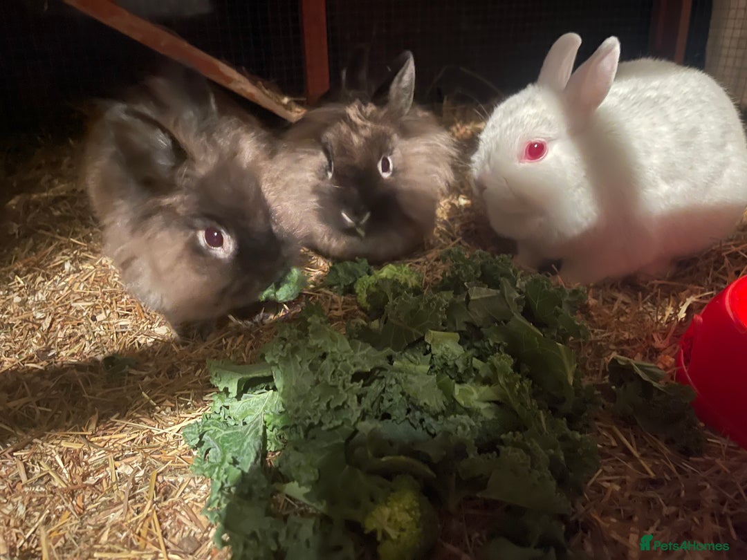 Netherland Dwarf rabbits for sale: Netherland Dwarf / Miniture Lionhead babies - Image 5