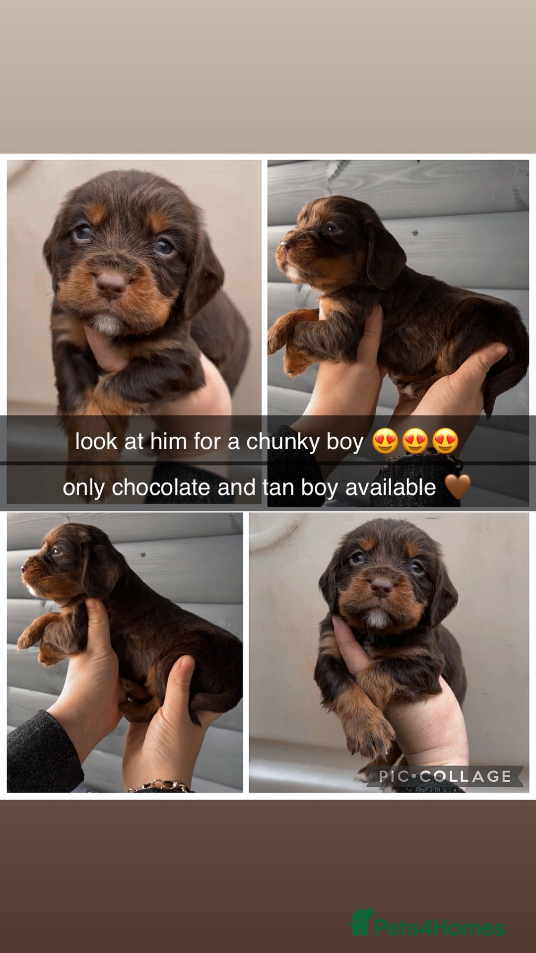 Cocker Spaniel dogs for sale: Cocker spaniel puppies for sale - Image 28