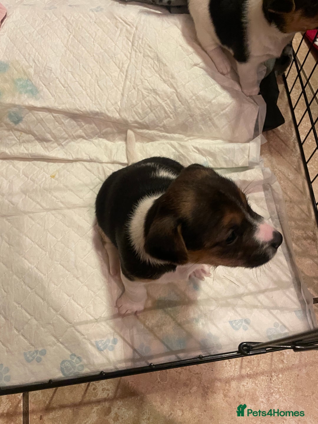 Jack Russell dogs for sale: Beautiful Tri-coloured Jack Russell  - Advert 7