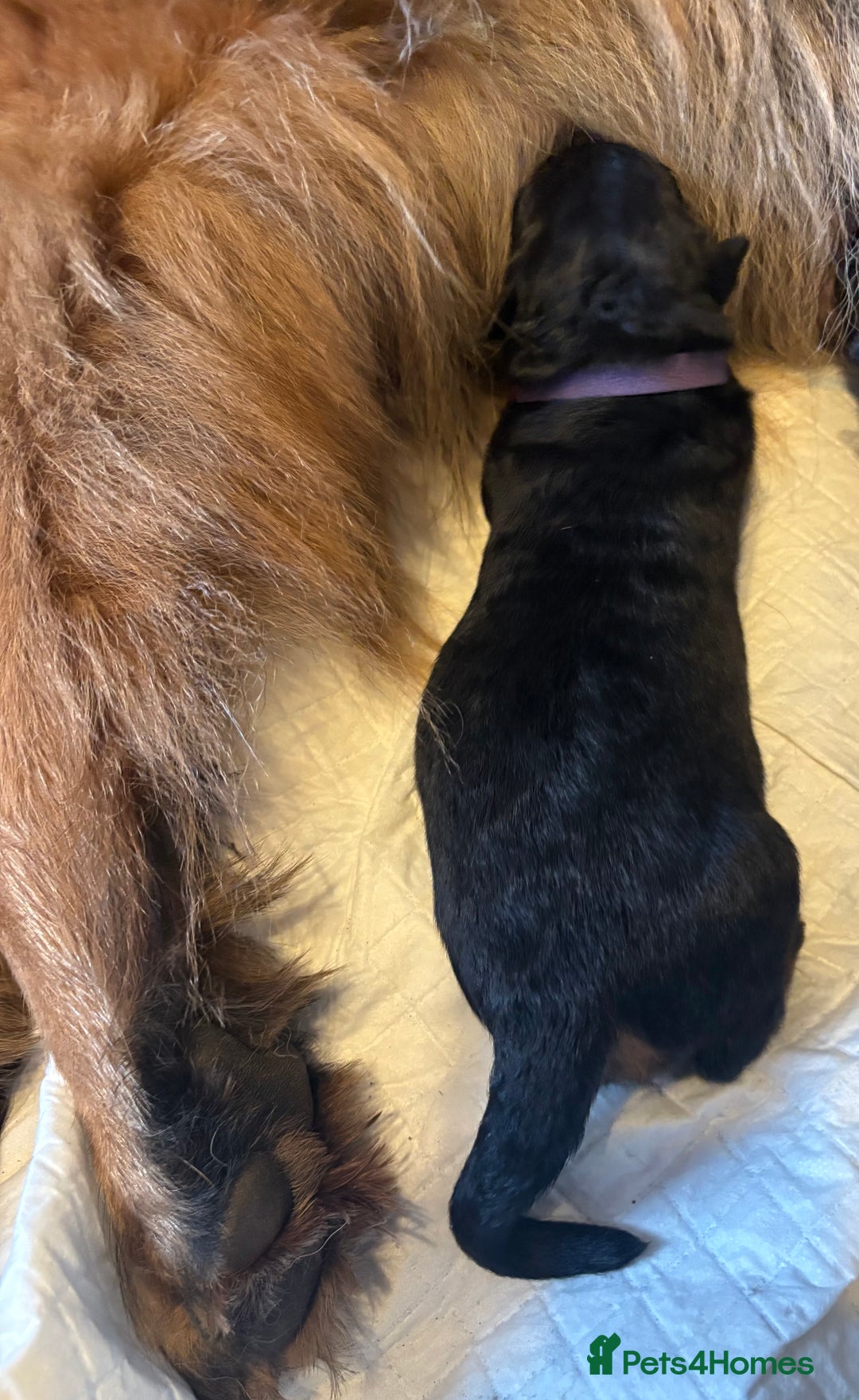 German Shepherd dogs for sale: KC registered long haired German Shepherd puppies - Advert 16