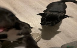 Frug dogs for sale: 4 Male Frugs, Available now! - Image 7