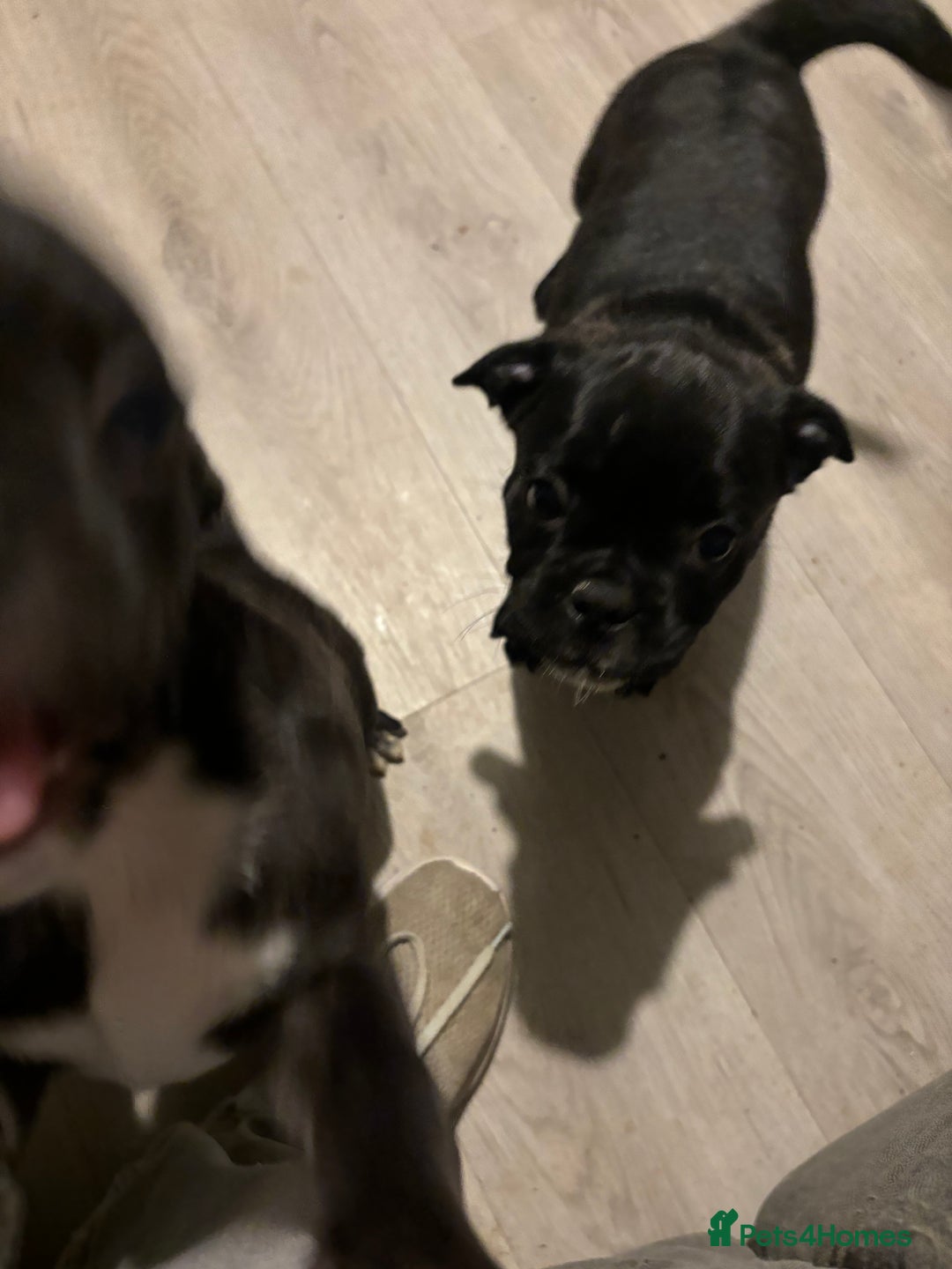 Frug dogs for sale: 4 Male Frugs, Available now! - Image 7