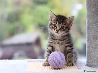 Mixed Breed cats Beautiful Kittens - Advert 1