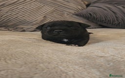 Staffordshire Bull Terrier dogs for sale:  STAFFORDSHIRE BULL TERRIERS PUPS  - Image 1