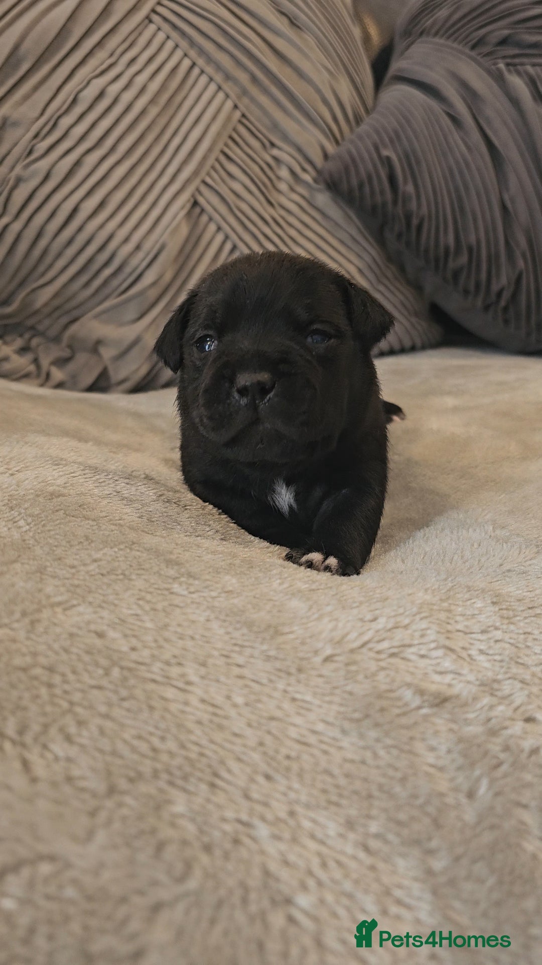 Staffordshire Bull Terrier dogs for sale:  STAFFORDSHIRE BULL TERRIERS PUPS  - Image 1
