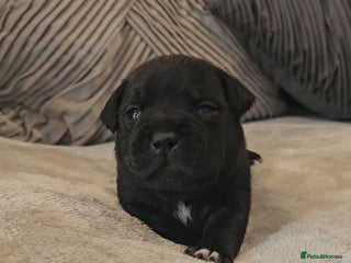 Staffordshire Bull Terrier dogs - Advert 2