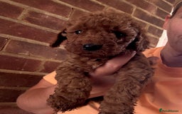 Cockapoo dogs for sale: Cockapoo  - Image 12