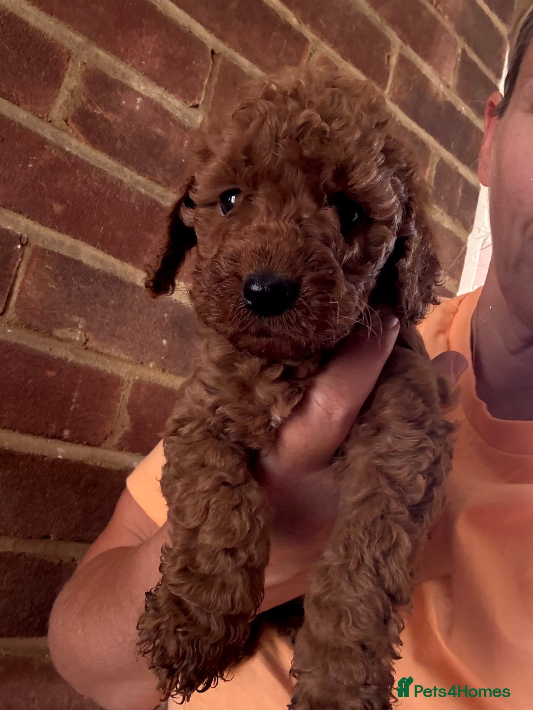 Cockapoo dogs for sale: Cockapoo  - Image 12