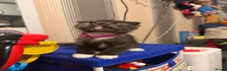 Scottish Fold cats for sale: ScottishFold and BSH kittens  - Advert 24