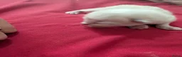 Ragdoll cats for sale: 5 beautiful ragdoll kittens  in Liverpool - Advert 8