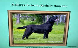Labrador Retriever dogs for sale: K.C REG CHUNKY SHOW LABRADOR PUPS. - Image 10
