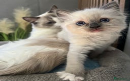 Ragdoll cats for sale: Aleksandra  - Image 2