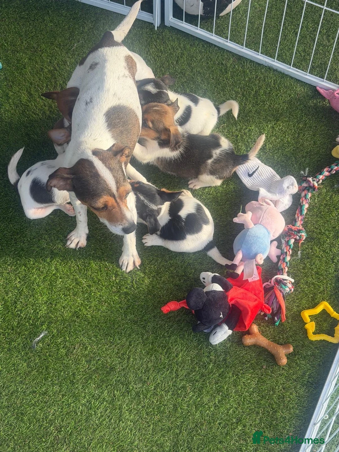 Jack Russell dogs for sale: 4 beautiful jack russells in Basildon - Advert 1