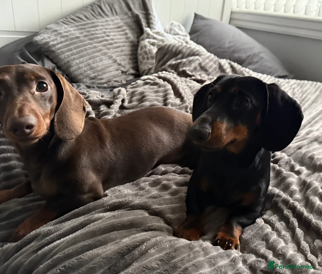 Dachshund dogs for sale: Arlo  in Skelmersdale - Advert 23