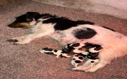 Jack Russell dogs for sale: Short legged jack Russel puppies - Image 18