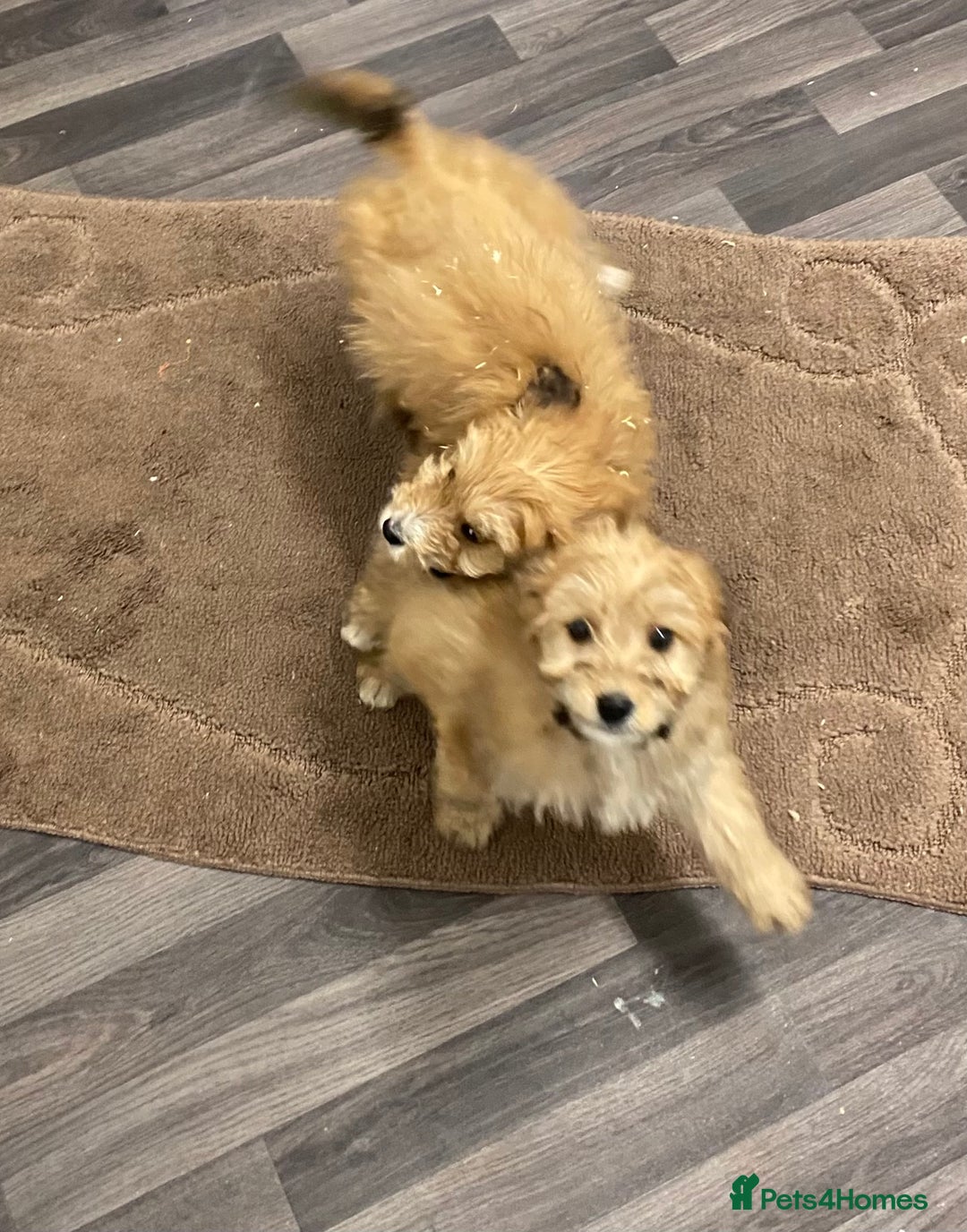 Mixed Breed dogs for sale: beautiful terrier x poodle puppies  - Advert 12