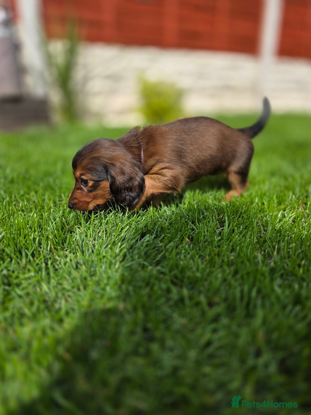 Dachshund dogs for sale: Red long-haired standard dachshund puppies - Image 11