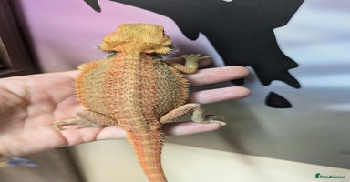 Bearded Dragon reptiles - Advert 13