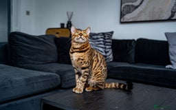 Bengal cats for sale: One of the kind Bengal Female -TICA reg.-Wild look - Image 22