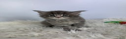 Maine Coon cats for sale: 6 Gorgeous Pure Breed Maine Coon Kittens - Advert 32