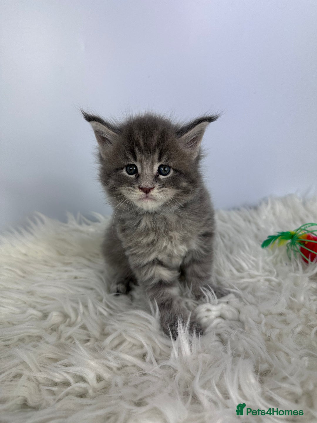 Maine Coon cats for sale: 6 Gorgeous Pure Breed Maine Coon Kittens - Advert 32