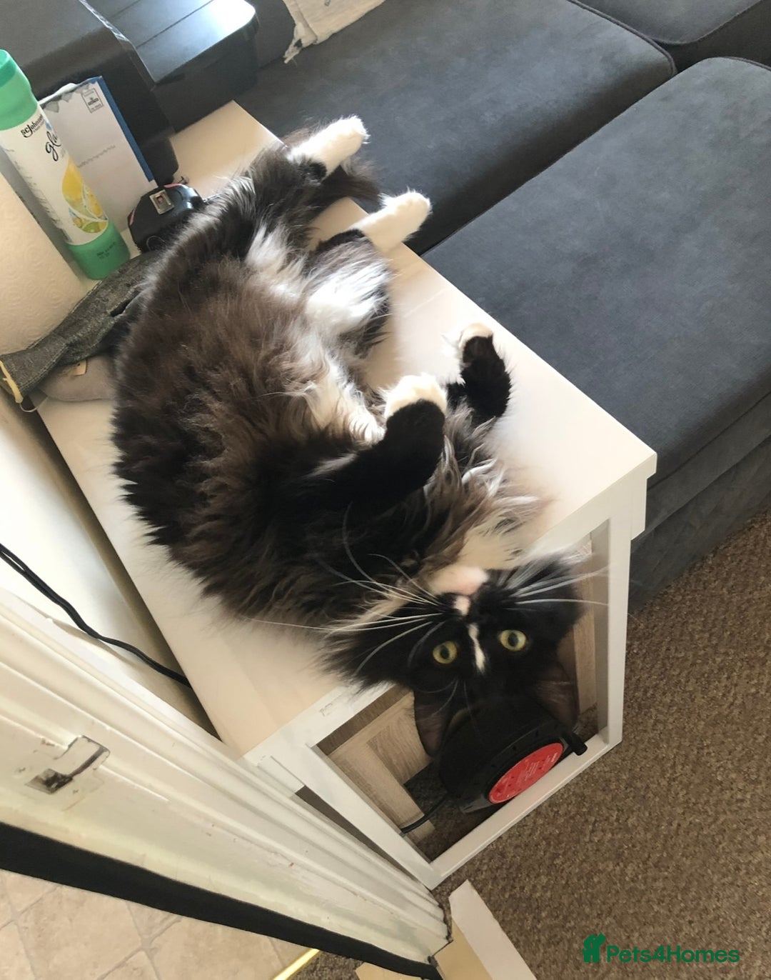 Ragdoll cats for sale: Two Ragdolls. Mom and Son. Ready for new home. - Image 25