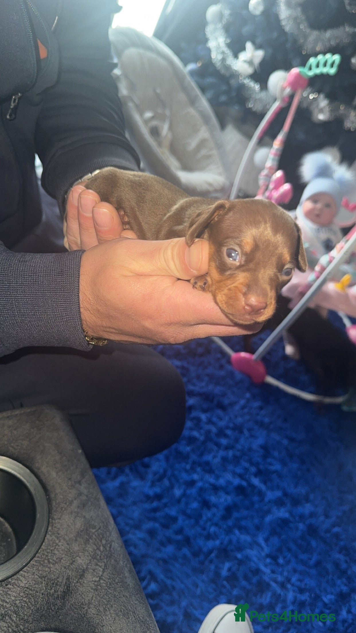 Miniature Dachshund dogs Miniature dachshund  - Advert 9