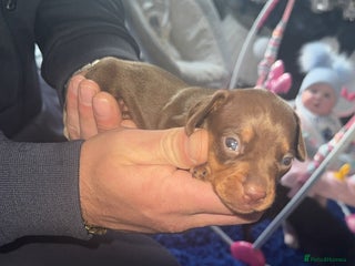 Miniature Dachshund dogs Miniature dachshund - Advert 9