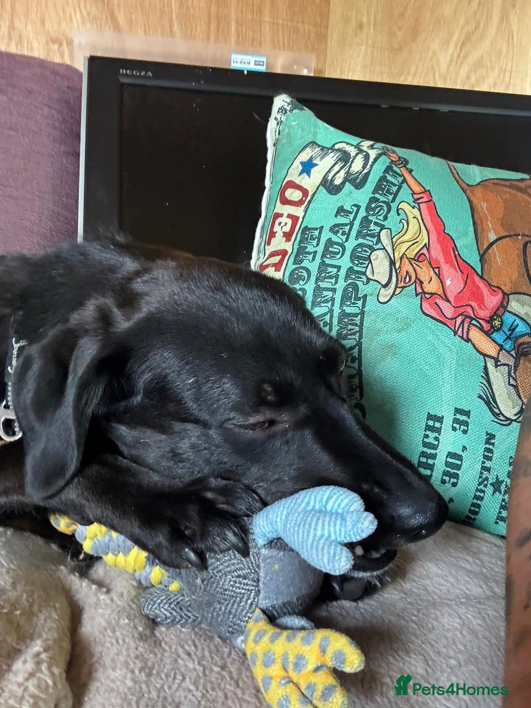 Mixed Breed dogs for adoption: Ollie - Image 3
