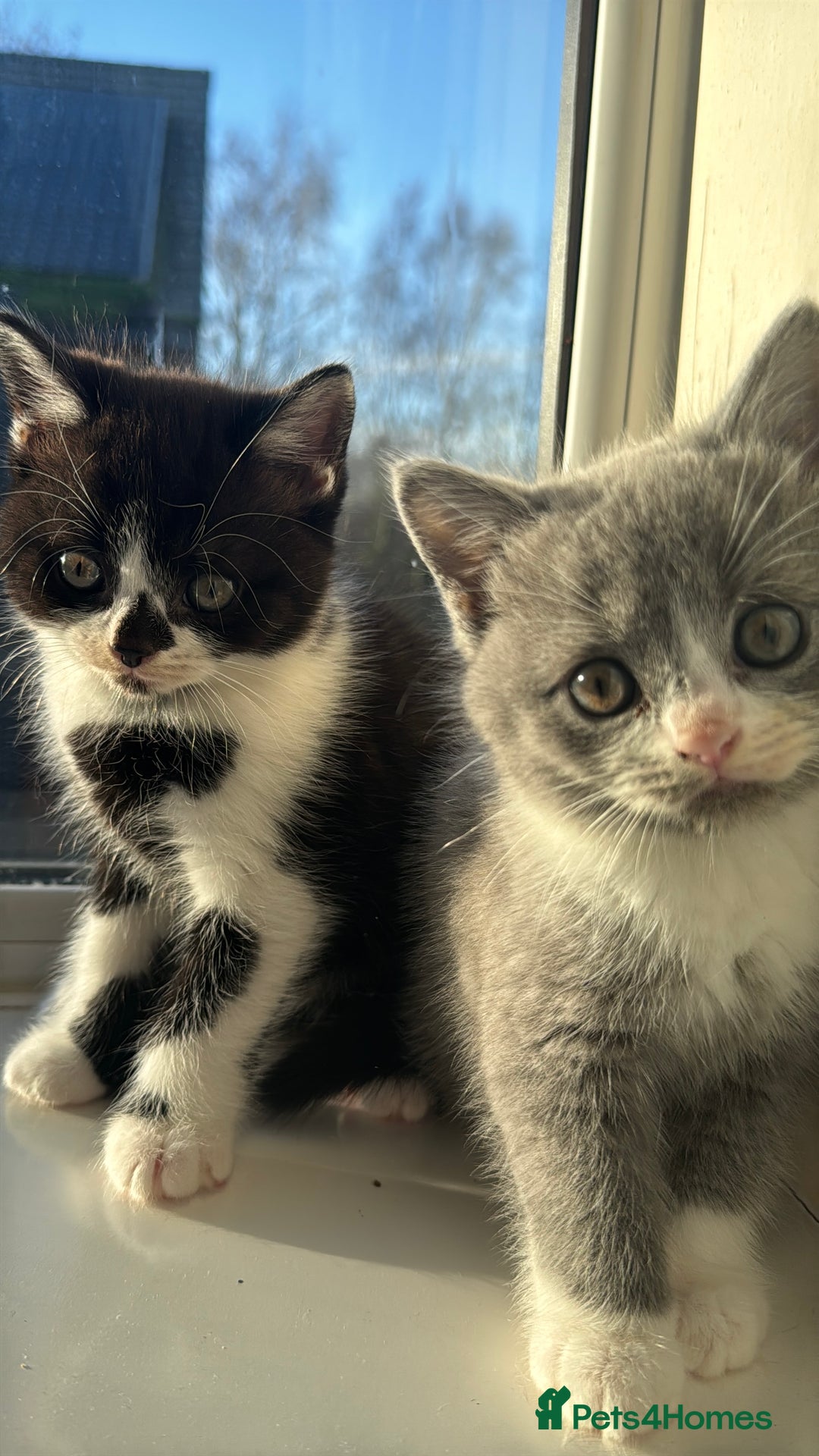 British Shorthair cats for sale: British Shorthair Cat - Rehoming due to work - Advert 4