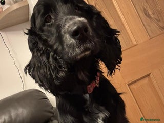 Cocker Spaniel dogs Winnie - cocker spaniel - Advert 1