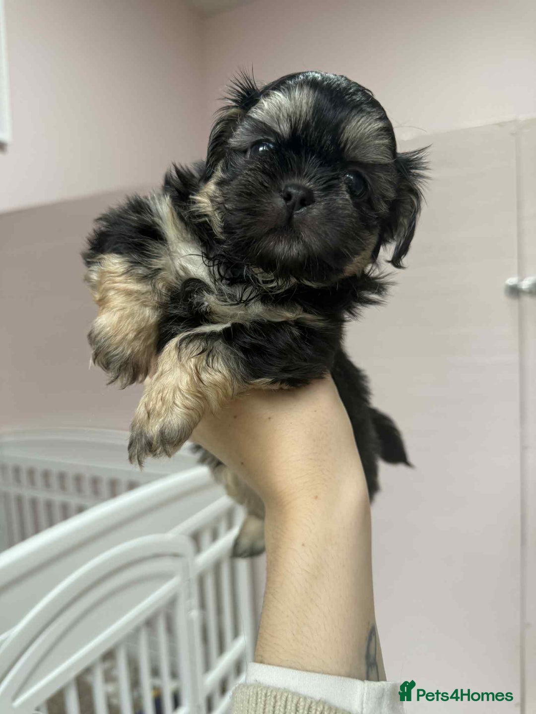 Shih Tzu dogs for sale: Last 2 Imperial Shih Tzu Boys – Ready 08/10 - Image 6
