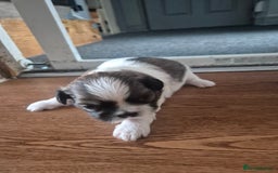 Shih Tzu dogs for sale: Shih tzu puppies - Image 3