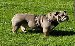 English Bulldog dogs for sale: Epic bullyz bulldog stella - Advert 6