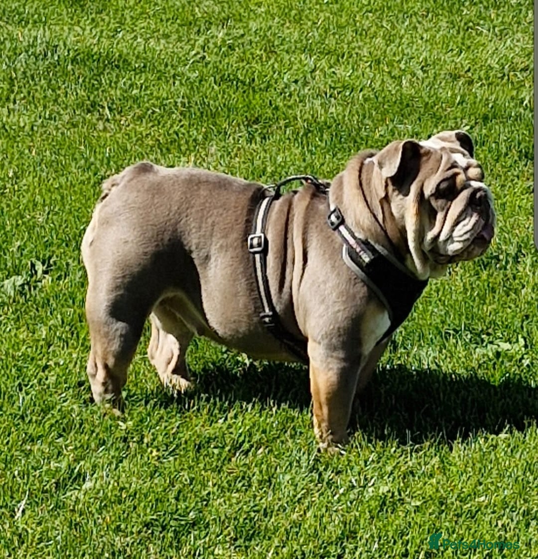English Bulldog dogs for sale: Epic bullyz bulldog stella - Advert 6